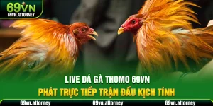 Live Đá Gà Thomo 69VN – Phát Trực Tiếp Trận Đấu Kịch Tính