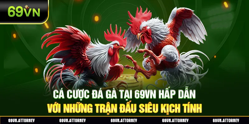 Cá cược đá gà tại 69VN hấp dẫn với những trận đấu siêu kịch tính