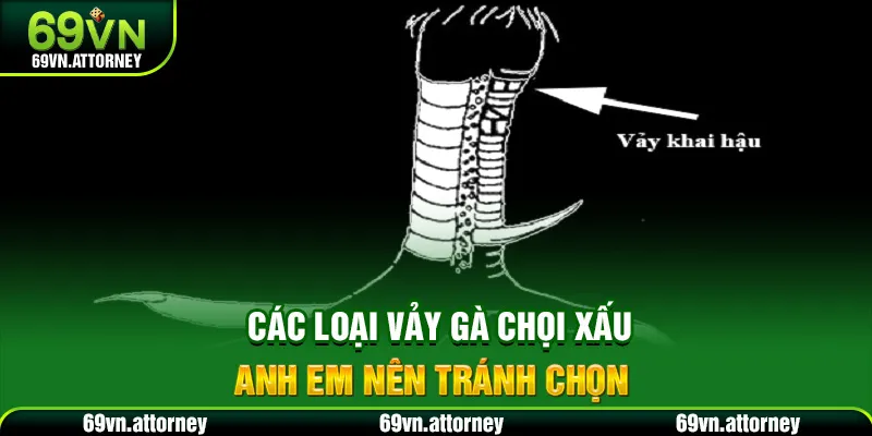 Các loại vảy gà chọi xấu anh em nên tránh chọn