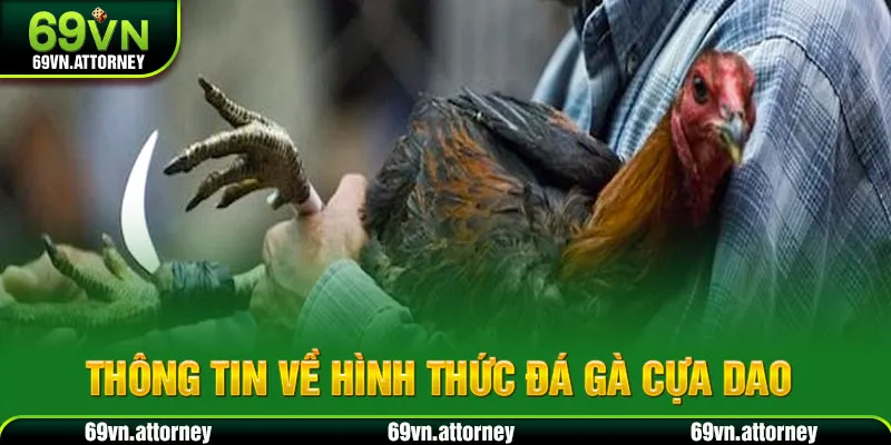Thông tin về hình thức đá gà cựa dao